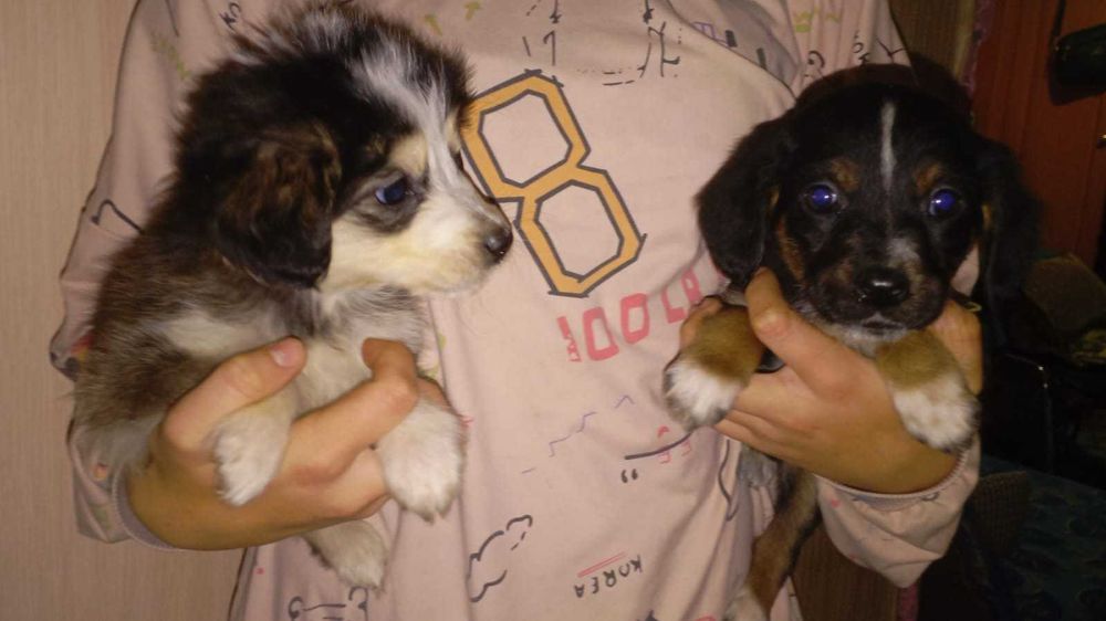 Щенки метисы в ответственные руки