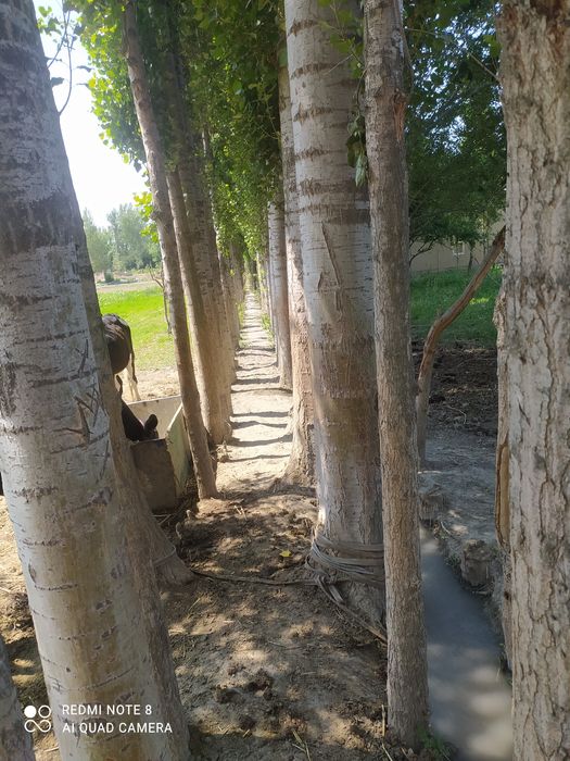 Terak sotiladi 100 tup donasi 700000 dan