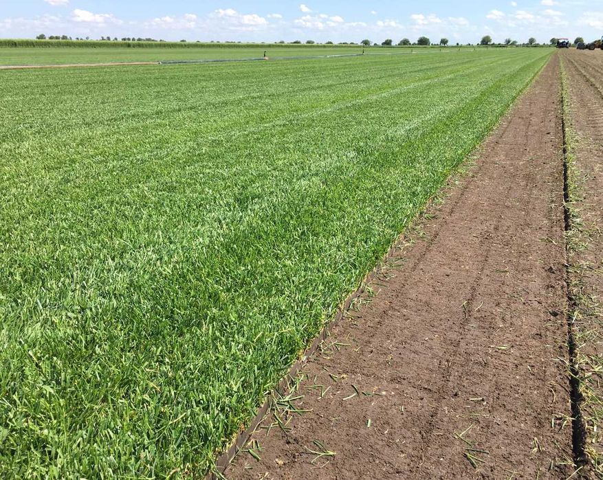 Gazon Rulou Sisteme de Irigare