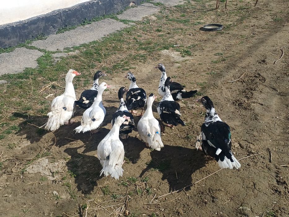 Индоутка продоется