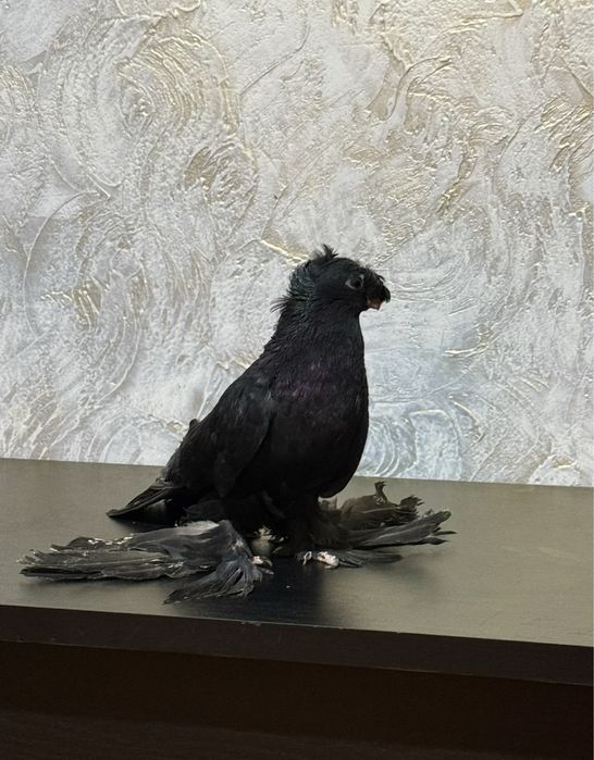 Голубь.          .                 .