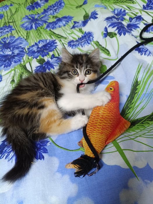 Котёнок в добрые руки