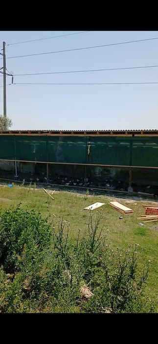 Балик бокиш учун кол(Рыбхоз) сотилади