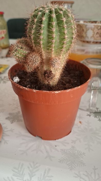 Кактусы разных размеров  много