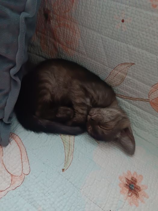 Котенок девочка бесплатно