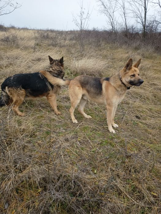 Cățeluși Ciobanesc german