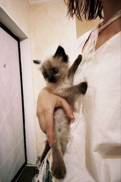 Продам сиамского котенка