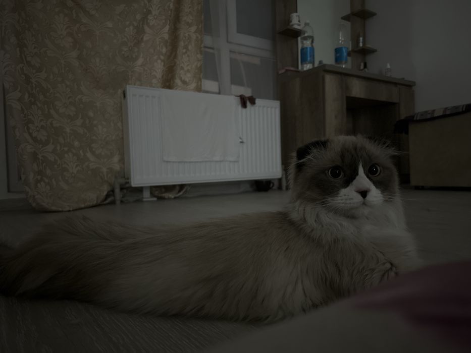 Отдам красивого котенка 7 месяцев