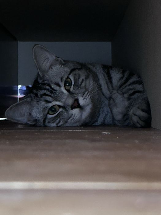 Кот, Мальчик, 8месяц.