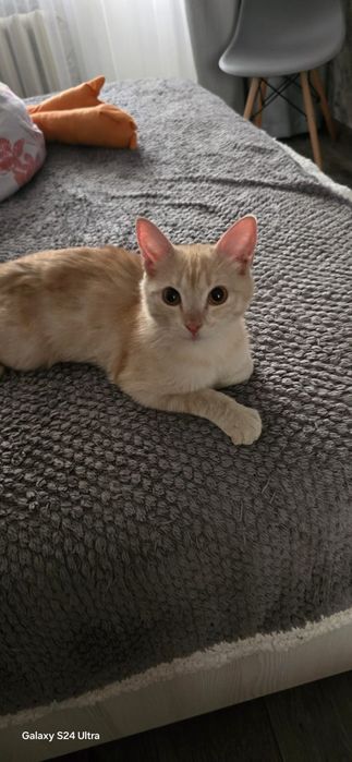 Пристраивается котенок мальчик рыжий