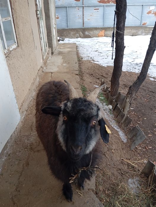 Ешкі 35 мың тенге