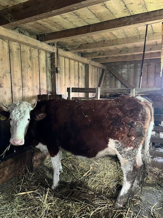 Vând junici si o vaca