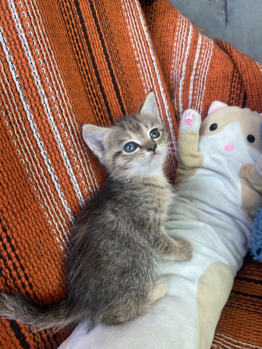 котята игривые пушистики