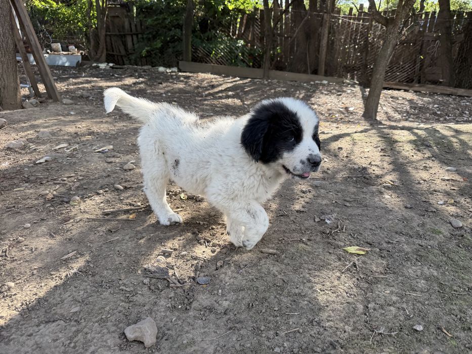 Disponibili catei Ciobanesc de Bucovina