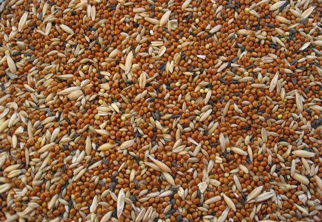 Попугай волнистые