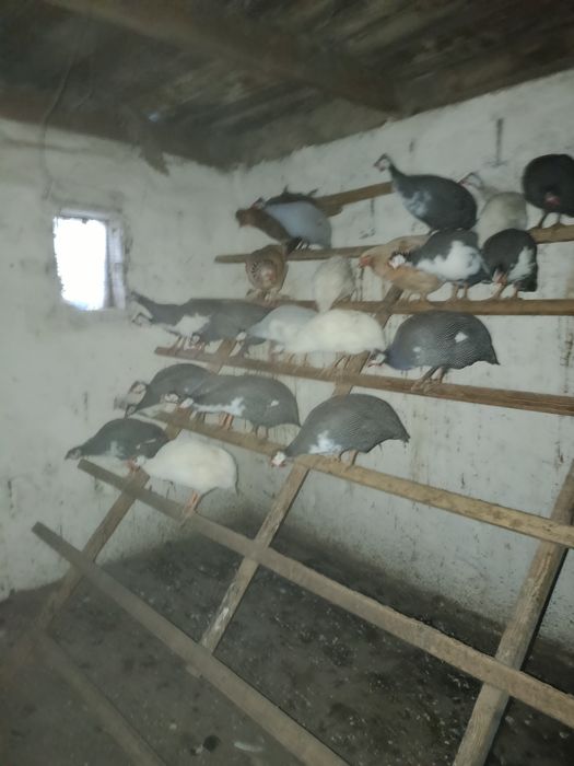Продам цесарок разных пород