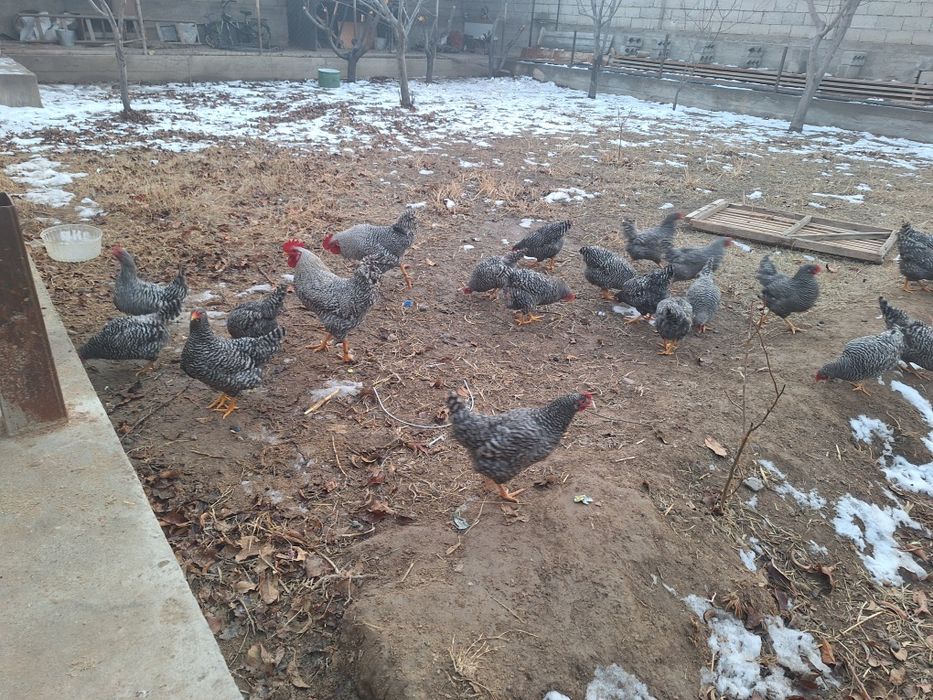 Амрокс жумыркасы сатылады