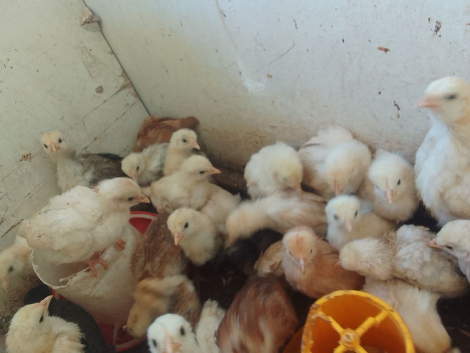 Цыплята три неделя