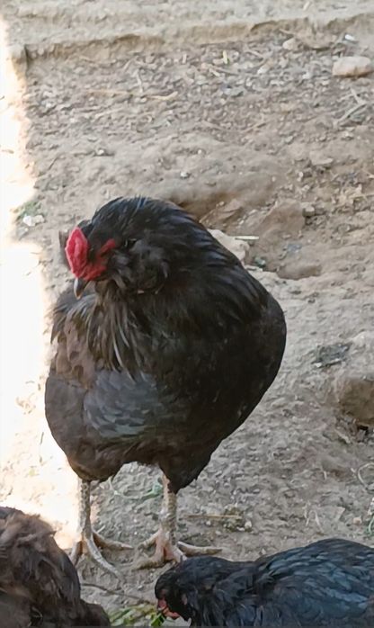 Vând Cocoși!! sau perechi de Araucana, Strumki și 1 Cocos Marans sau schimb tot cu Marans! Sau Araucana tot Araucana negru!