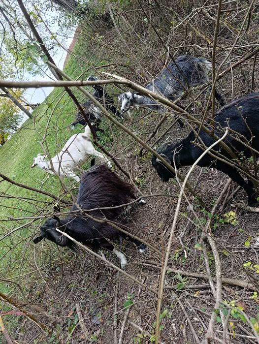 Capre tinere 2-3 ani