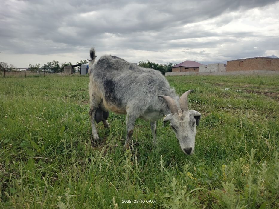 Сүтті ешкі сатылады