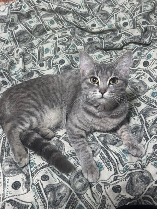 Кошечки  девочки