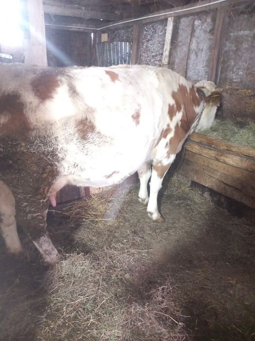 Vacă gestantă  bună de tinut