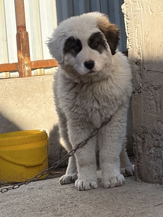 Қазақи төбет 3 айлық