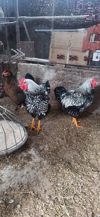 Петуха   виандот