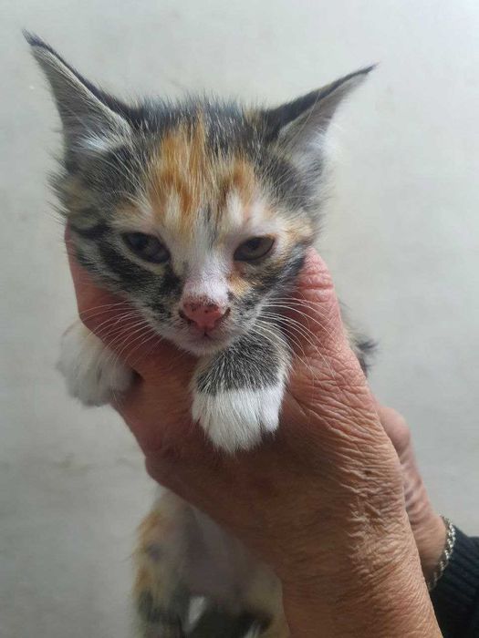 Котята в хорошие руки. Бесплатно!!! 2 Прекрасных котенка!