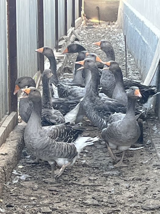 гусь 5 месяцев, серые гусята