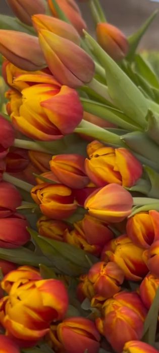 Продажа тюльпанов