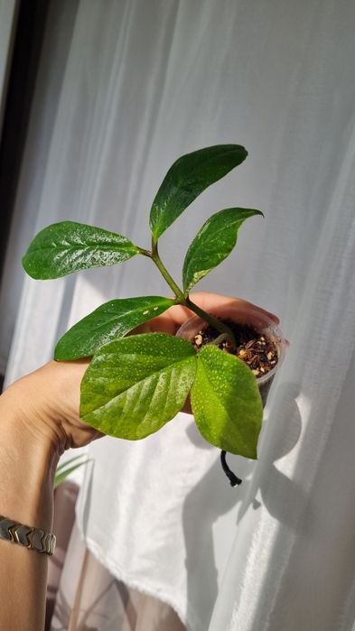Продам Замиокулькас Лонг лив