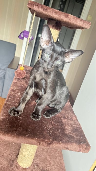 Ориентальный кот