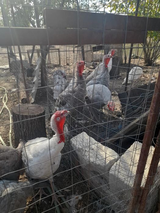 Pasari domestice