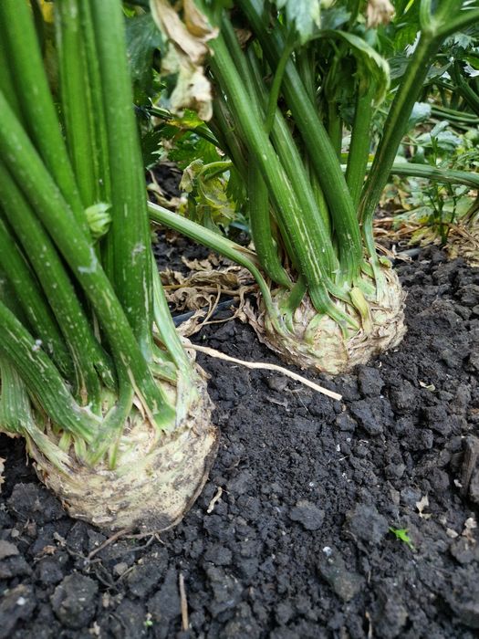 Vând telina de Căpățînă