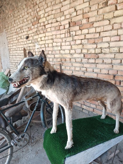 Продаем чучело  шакала и беркута за150доллоров