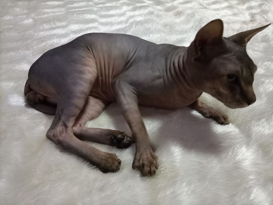 Канадский сфинкс на вязку Алматы