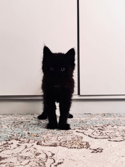 Котенок в Добрые руки