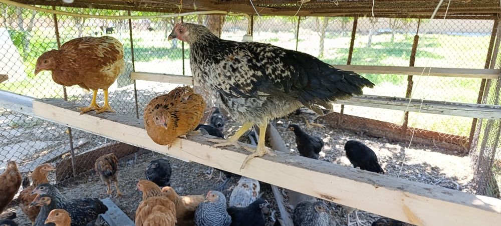 САТЫЛАДЫ тауық 4 айлық