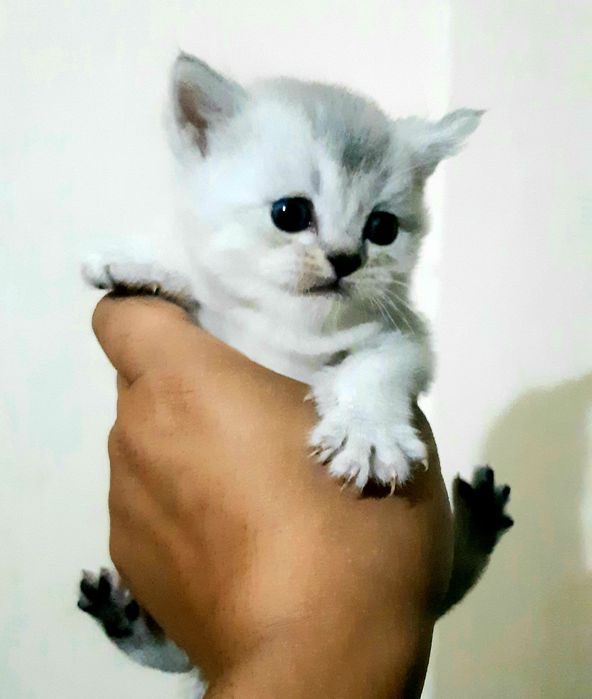 Mast dostim soatini sikdi