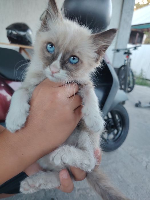 Отдам котëнка бесплатно