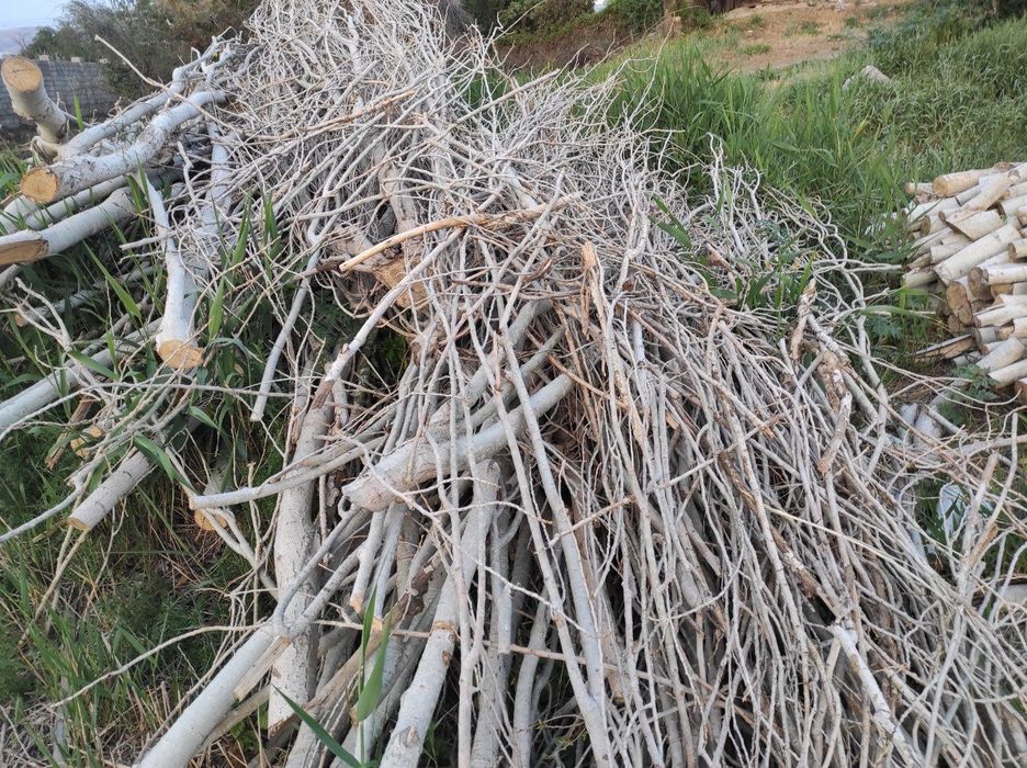 Дрова тополь, самовывоз