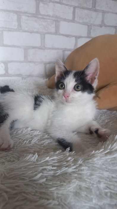Котёнок мальчик.  В заботливые руки