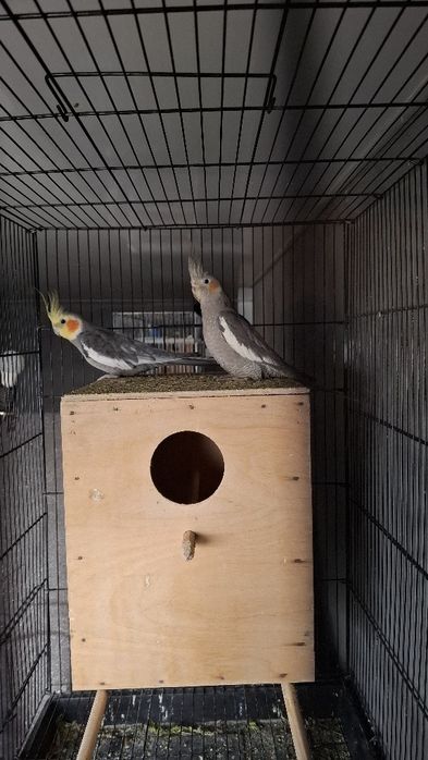 Карелла пара сотилади