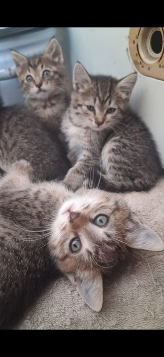 Самые красивые котята