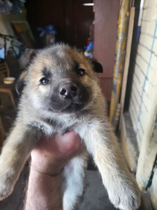 Отдам щенков бесплатно