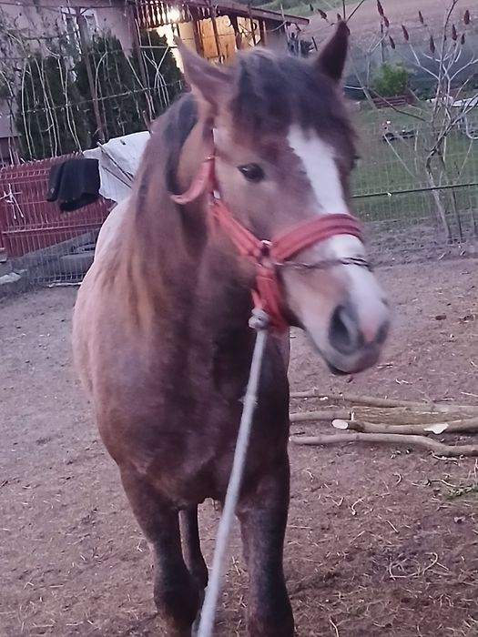 De vanzare Manz de 1 an si 8 luni
