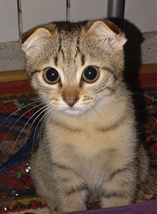 Котенок вислоухий котёнок кошка кот мысык маргау