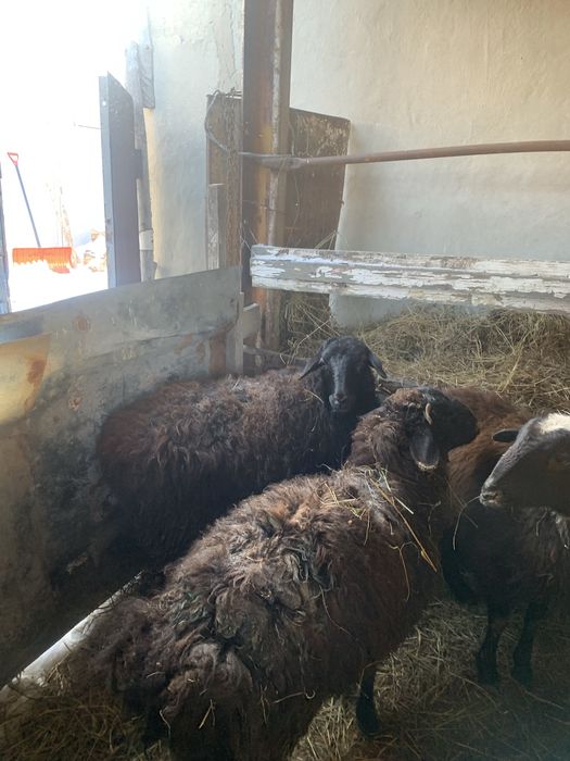 Продам с откорма продам